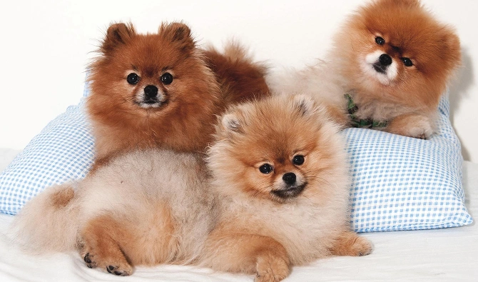 House Train A Pomeranian Puppy 2